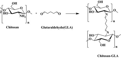 Possible reaction route for chitosan-glutaraldehyde (GLA) cross-linking ...