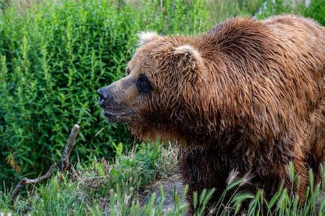 Brown Bear In Body Of Water During Daytime · Free Stock Photo