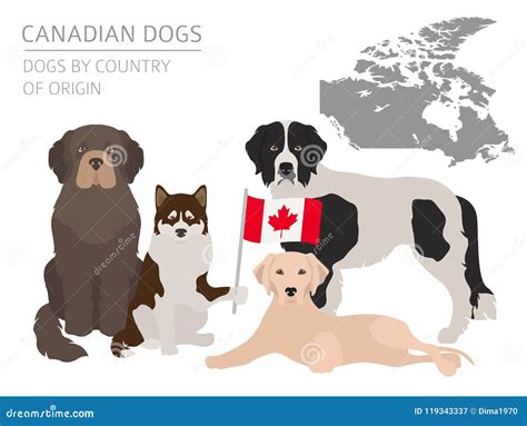 Dogs by Country of Origin. Canadian Dog Breeds Stock Vector ...