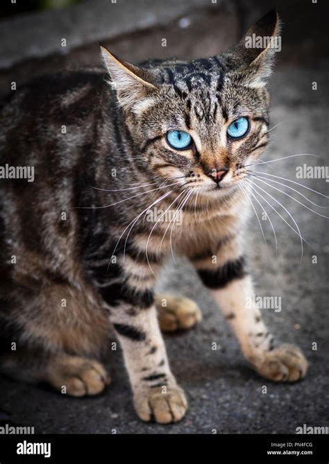 Gato Atigrado Con Ojos Azules Fotograf As E Im Genes De Alta Resoluci N