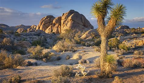 Gu A Para El Parque Nacional Joshua Tree