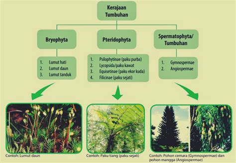 Kingdom Plantae Pengertian Ciri Ciri Klasifikasi Alfira Blog