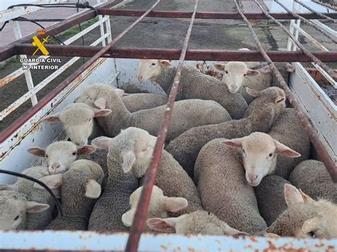 Tres detenidos por robar 28 corderos de una finca en Logrosán y la