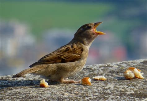 P Ssaro Sperling Passer Domesticus Foto Gratuita No Pixabay Pixabay