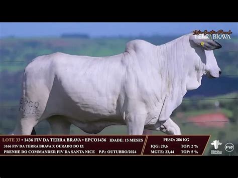 Lote Novilha Nelore Epco Leil O Gen Tica Provada Terra