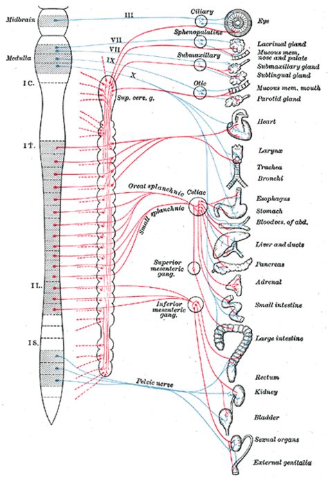 Introduction To The Autonomic Nervous System Boundless Anatomy And