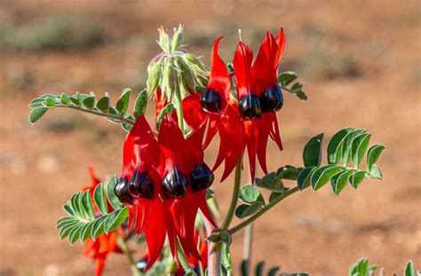 Sturt S Desert Pea Swainsona Formosa Seeds