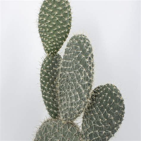 Opuntia Leucotricha Kakteen Gautschi