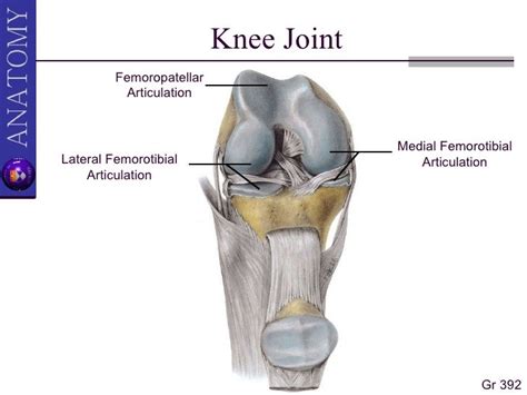 Hamstring And Popliteal Fossa Ii