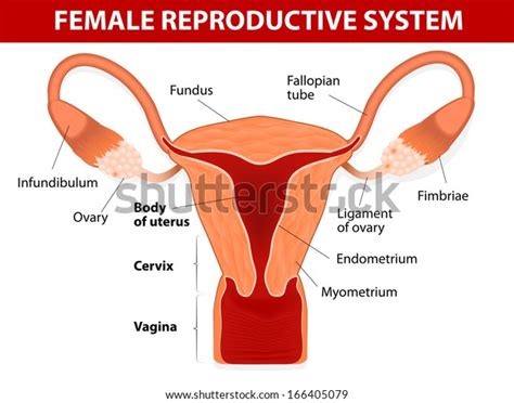 Diagram Of Uterus In Body