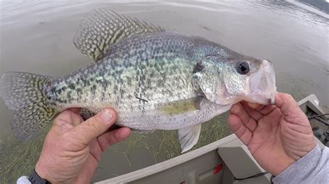 Crappie Fishing Huge Slab My Biggest Crappie On Video So Far