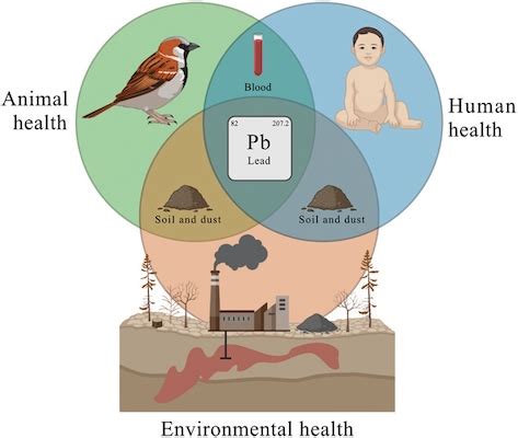 Sparrows as sentinels: Health study illustrates the interconnectedness ...