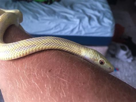 Hypo Yellow Rat Snake? - Rat Snakes - MorphMarket Reptile Community