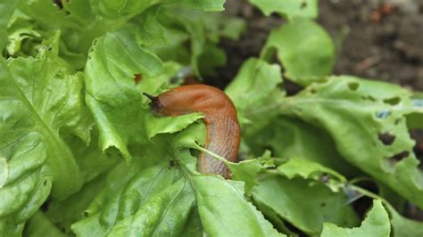 Trucos Que Usan Los Jardineros Para Eliminar Caracoles Y Babosas El