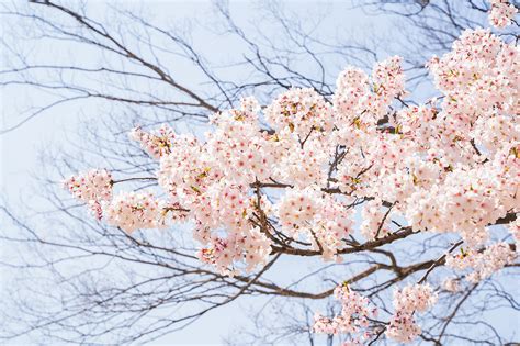 Osaka Castle Cherry blossoms :: Behance