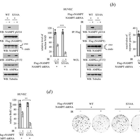 A Schematic Of AMPK Mediated NAMPT Activation Under Ionizing Radiation