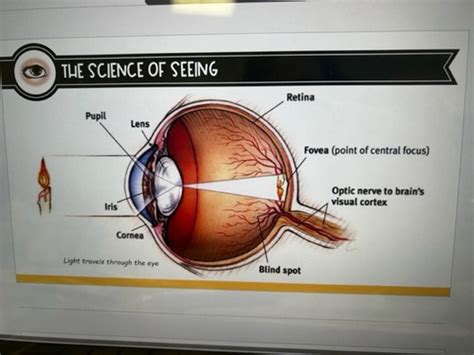 Ap Psychology Unit The Eye Flashcards Quizlet