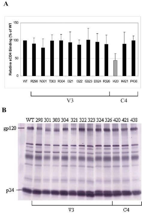 Figure From Mutations In The V Stem Versus The V Crown And C