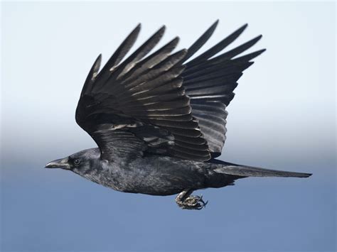 Crow Symbolism teaches Mystical Law - Wild Gratitude