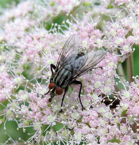 Sarcophaga Subvicina Male Oversley Wood Warwickshire 20 Flickr