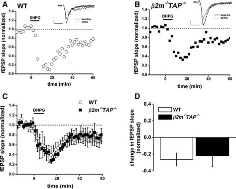 Mhc Class I Immune Proteins Are Critical For Hippocampus Dependent