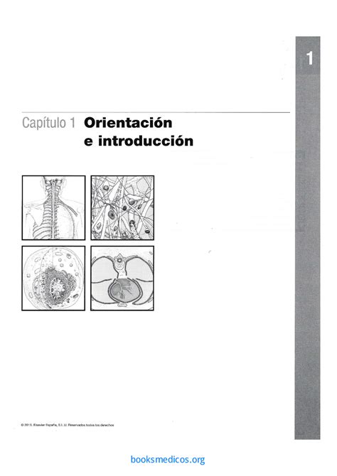 Netter Cuaderno de Anatomia para Colorear 2ª Edición Lab Estruct y