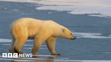 Polar Bear Shot Dead In Iceland Bbc News