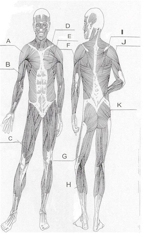 Blank Muscle Anatomy Worksheets