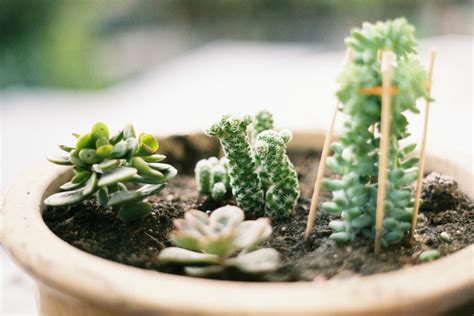 Beginners Guide to Succulent & Cacti Care – Makeful