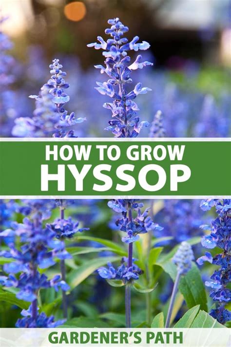 How To Grow And Use Hyssop Gardener’s Path