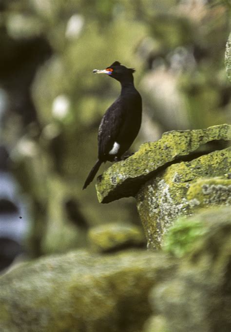 Red Faced Cormorant Alaska 980018 Francesco Veronesi Flickr