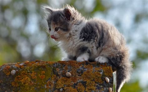 壁纸 性质 坐着 野生动物 晶须 野猫 户外 小猫 动物群 斑 脊椎动物 猫像哺乳动物 中小型猫 1920x1200