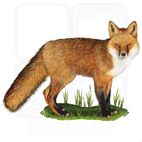 Red Fox - Signed Fine Art Print