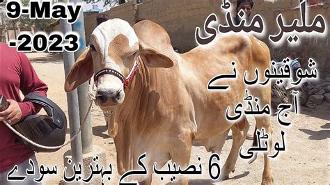 Malir Mandi Karachi Cattle Latest Rates Update 9 May 2023 Cow Mandi