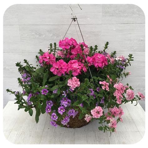 New Guinea Impatiens Hanging Basket 12" - White - Davenport Garden Centre