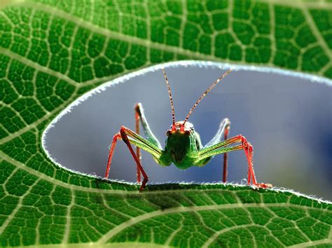 Grasshopper Insect Wallpapers Hd Desktop And Mobile Backgrounds