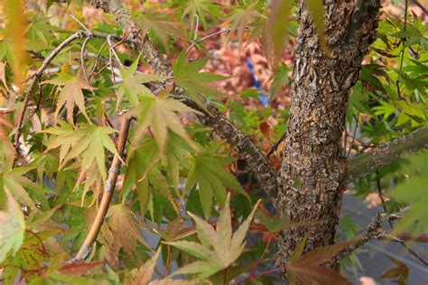 Acer Palmatum Nishiki Gawa Pine Bark Maple For Sale