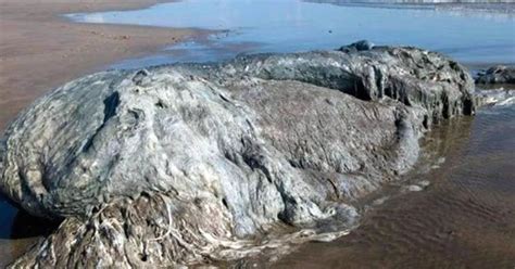 Mysterious Metre Long Sea Monster Found Washed Up Dead On Beach