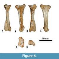 Titanosaur skeleton