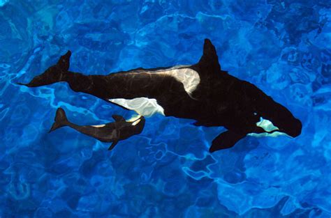 Its A Boy Seaworld Reveal Sex Of Killer Whale Orlando Attraction Tickets Blog