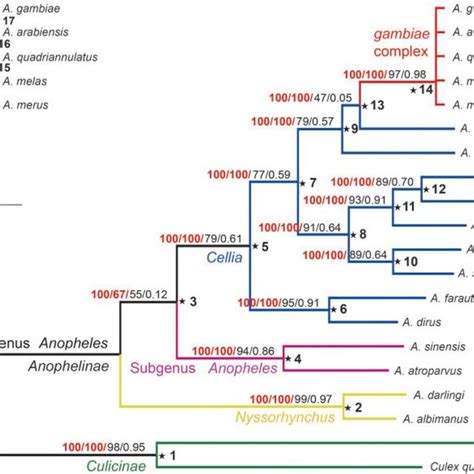 The Culicidae Species Phylogeny Recovered From The Concatenation