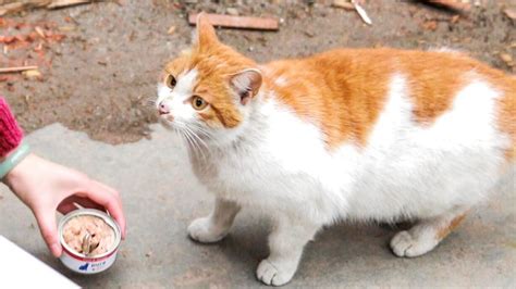 心疼！怀孕被遗弃的流浪猫妈妈，喵生第一次吸猫薄荷在废墟打滚 哔哩哔哩