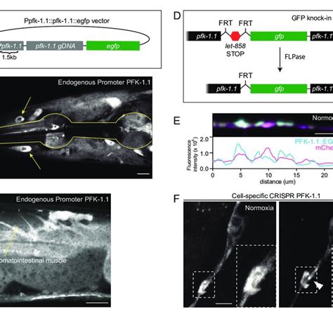 Figure S1 (related to Figure 1). | Download Scientific Diagram