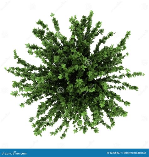 Top View Of Decorative Plant In Pot Isolated On White Stock