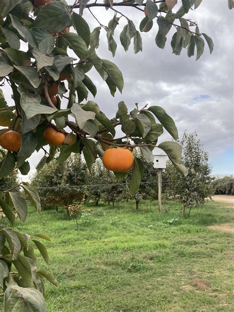 Fuyu Persimmons — Wild River Fruit