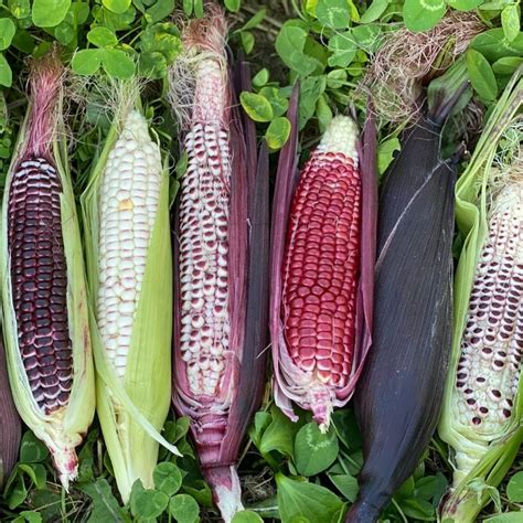 Organic Double Red Sweet Corn Fruition Seeds