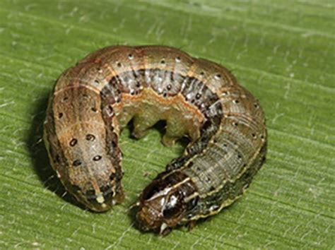 Fall Armyworm Armyworm Network