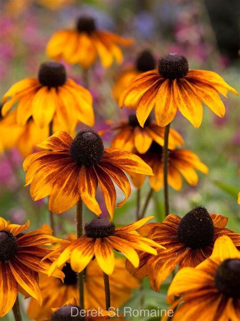 Rudbeckia Hirta Rustic Dwarf Drought Tolerant Perennials Flowers