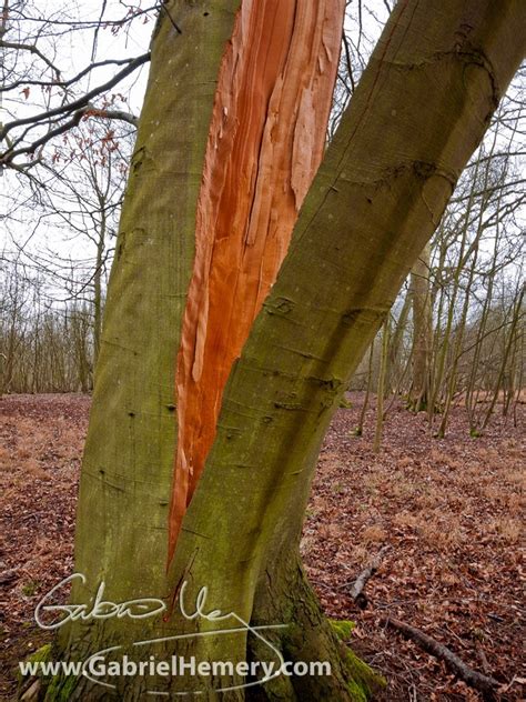 Beech Tree Wood