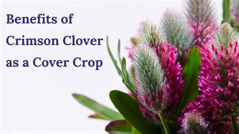 Benefits of Crimson Clover as a Cover Crop - Grow Your Own Vegetables